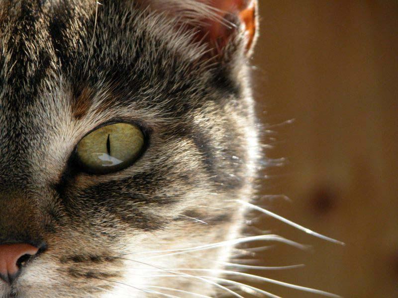 como adotar gatos em curitiba ed