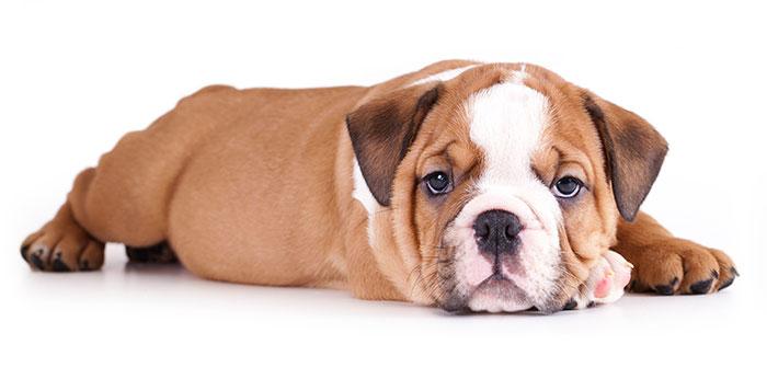 rede de proteção para animais domésticos