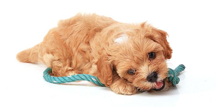 Cão roendo rede de proteção