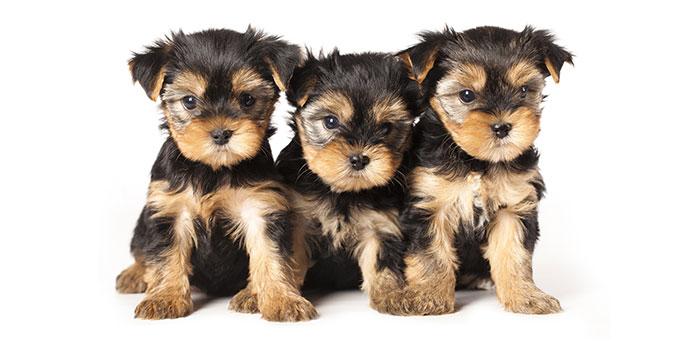 rede de proteção para chachorros